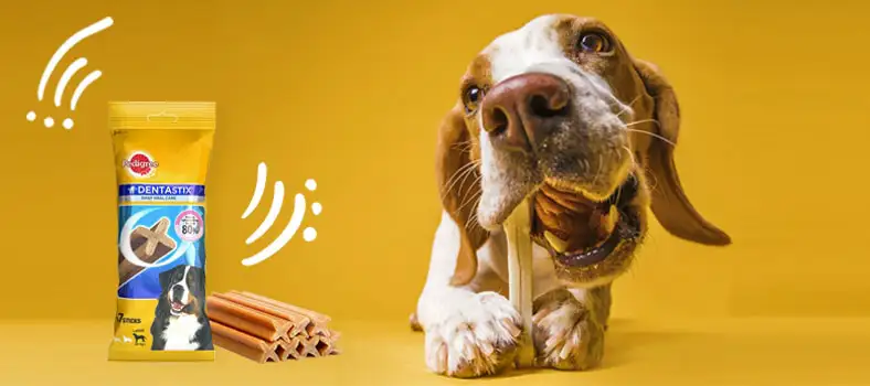top 10 snack per cani